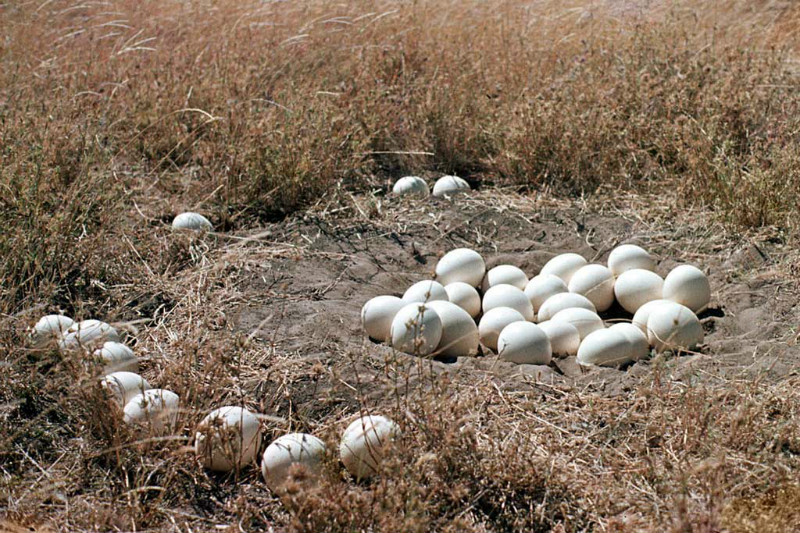 Image of ostrich nest with eggs by David Bygott https://www.flickr.com/photos/davidbygott/