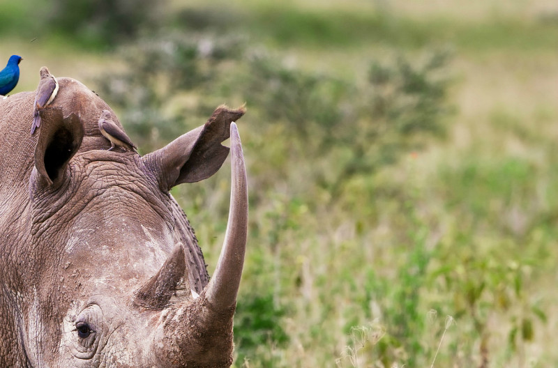 Stock photograph: Notched ears on a white rhino