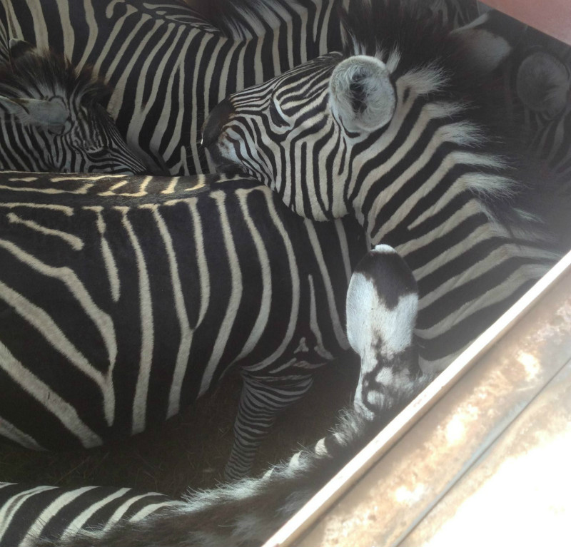 Zebra in truck after game capture