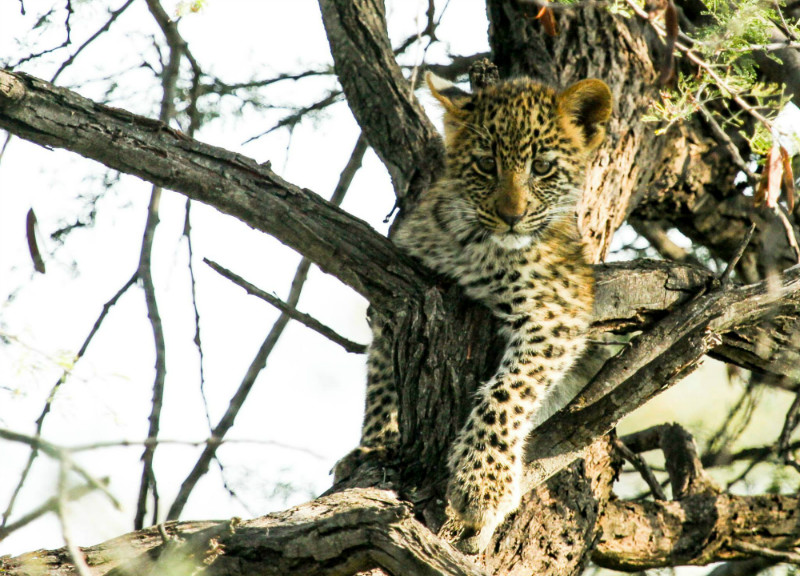 Leopard cub in tree at Marataba
