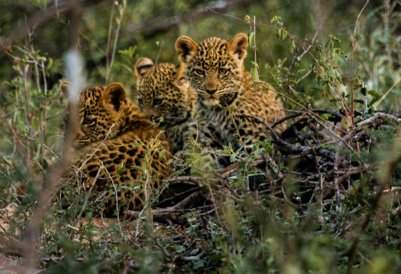 Three leopard cubs in a tree at Marataba