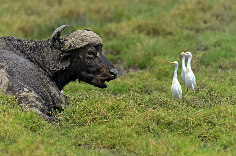 Buffalo and cattle egrets