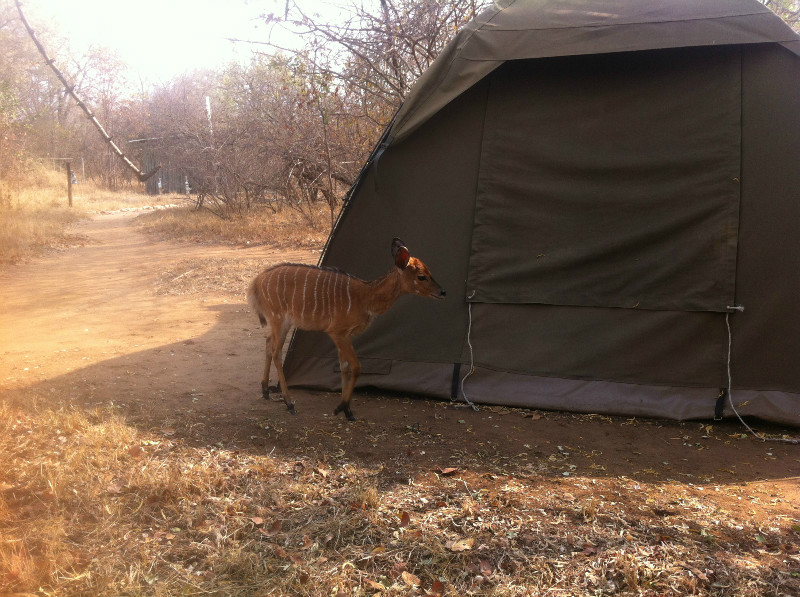 Young byala inspecting tent