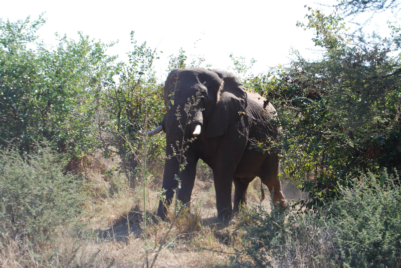 Elephant emerging from the bush