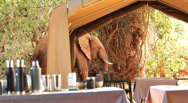 Elephant walking through camp past makeshift restaurant