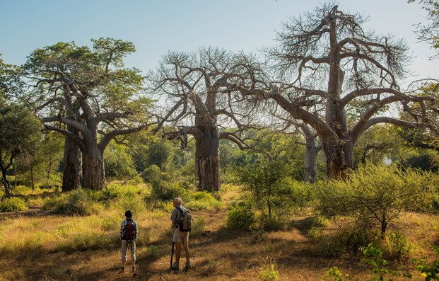 Walking safari guests and guide standing in front of baobabs