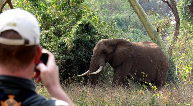 Guest on a walking safari taking a photograph of an elephant