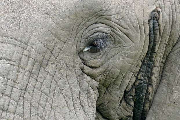 Musth gland open on an African elephant