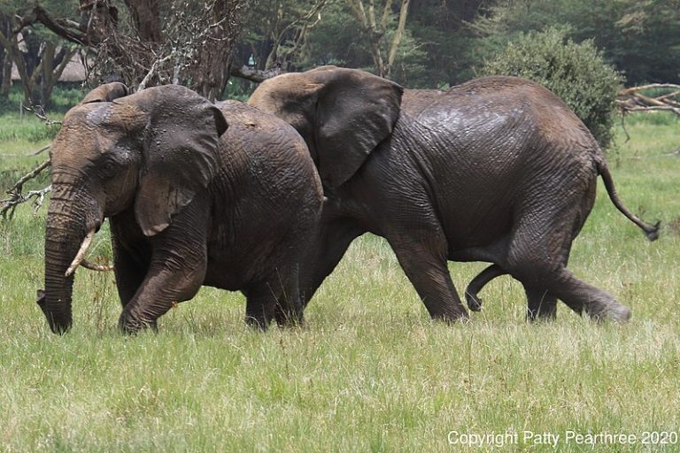 Elephant musth - The complete guide - Fascinating Africa