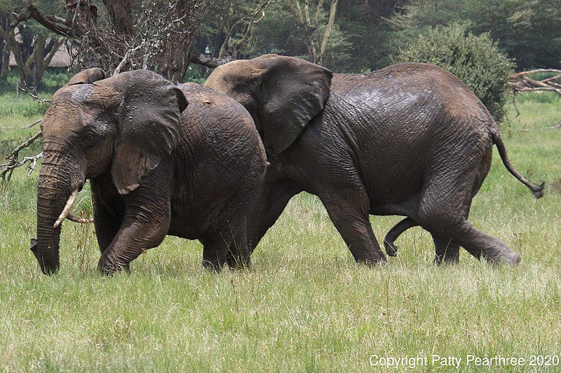 Male African elephant in musth chasing a female