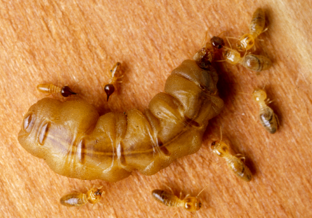 A mature queen termite surrounded by workers and soldiers