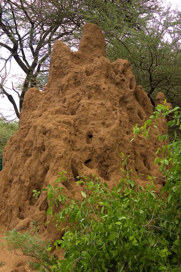 Giant termite mound in Tanzania