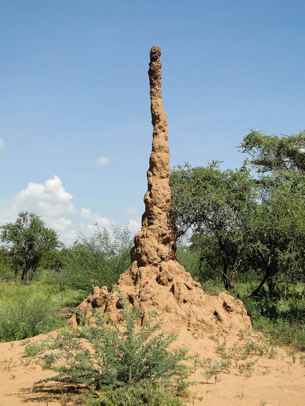 Large termite mound in Ethiopia