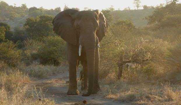 Elephant bull in musth walking down a dirt road in Kruger National Park