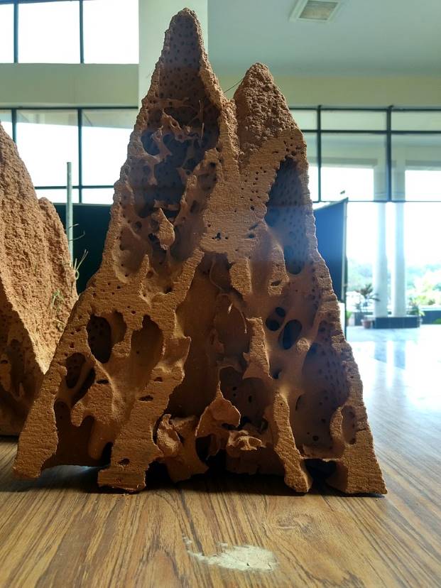A cross section of the above section of a termite mound