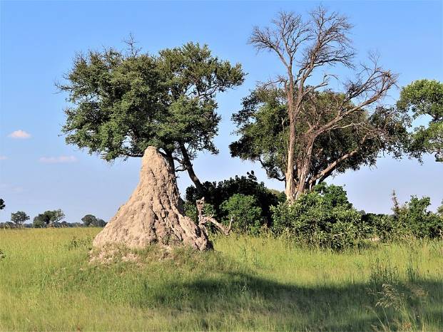 Termite mound in the Okavango Delta