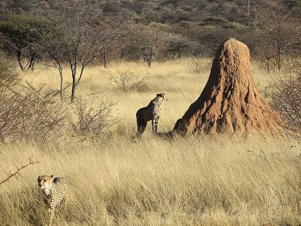 Termite mound in Namibia with cheetahs