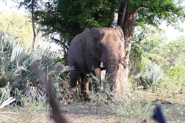 An elephant bull in musth emerges from thick bush