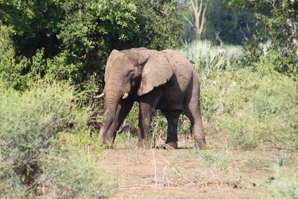 An elephant bull in musth walking through the African veld