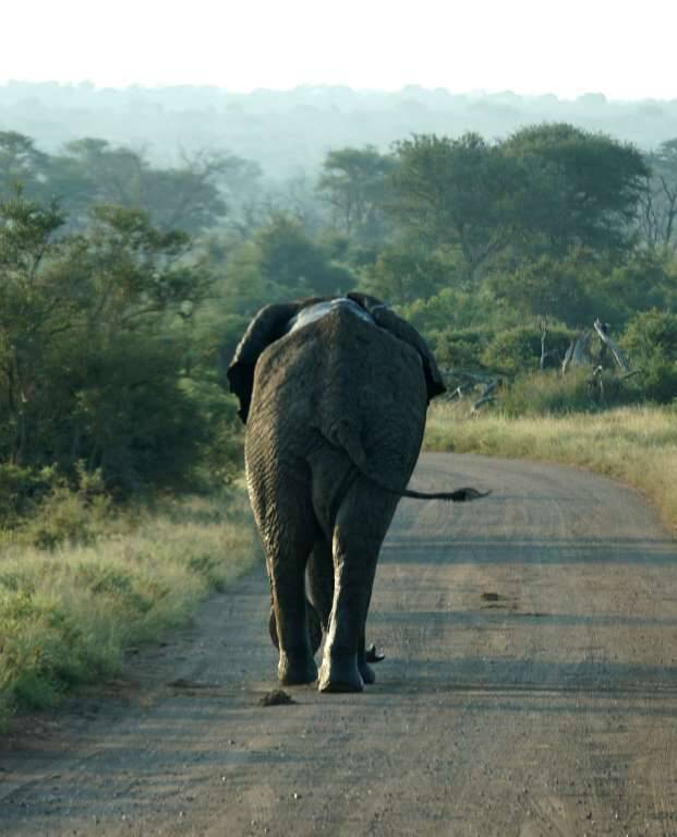 A lone elephant bull in musth walks down a dirt road through the African bush